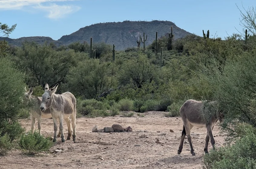 burros.webp