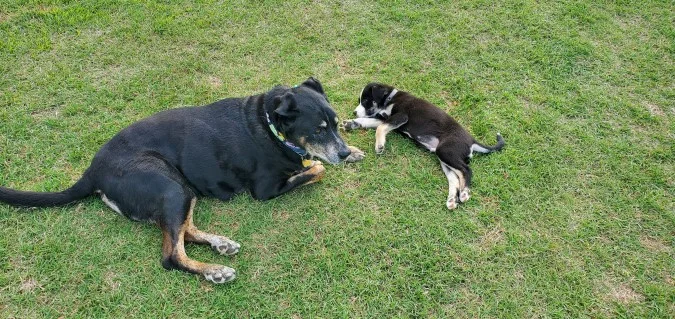 Chief and Cooper.webp