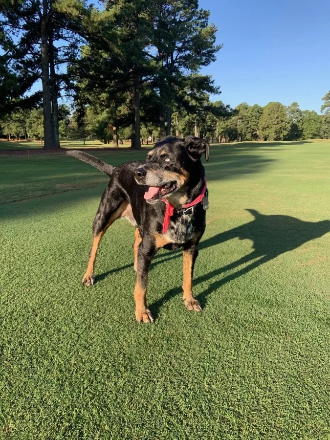 Chief on Golf Course.webp