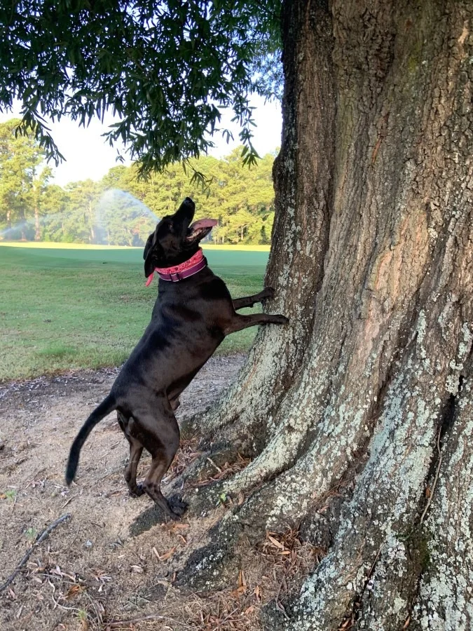 Master and Tree.webp