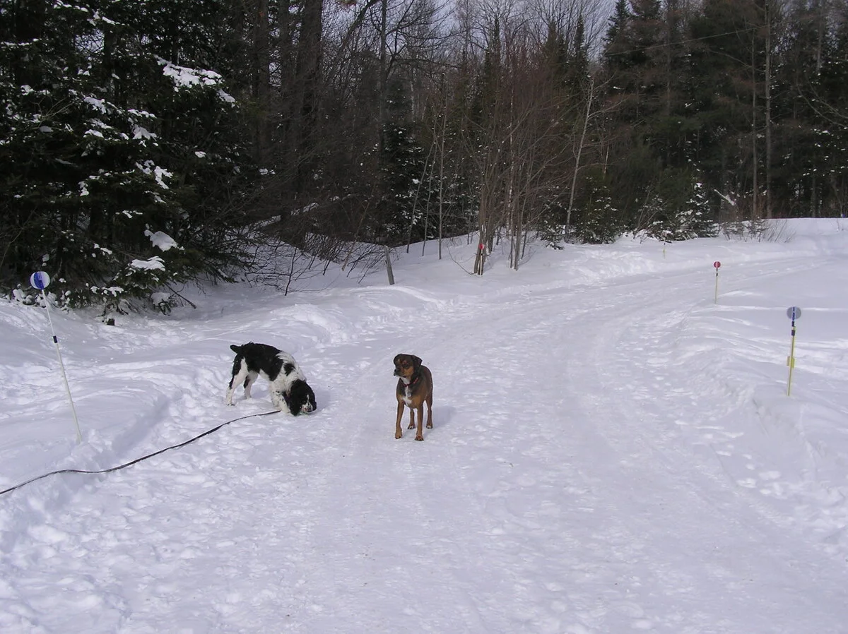 P1010009.webp
