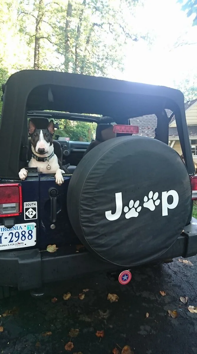 Stache in Jeep.webp