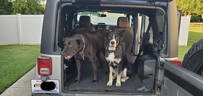 The Boys.webp
