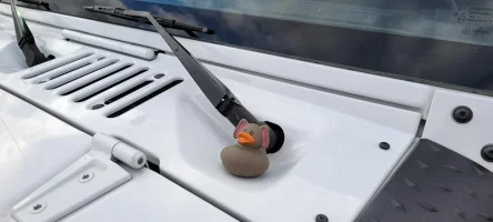 Ducked.webp