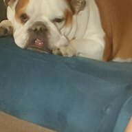 Bullydog