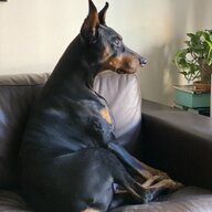 dsgeep