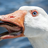 Goose1_8